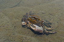 Freshwater Crabs (Potamon fluviatile) mating. Foreste Casentinesi National Park, Italy, August.