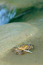 Freshwater Crab (Potamon fluviatile) with small fish (Squalus cephalus) prey. Foreste Casentinesi National Park, Italy, September.