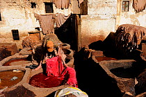 Man dyeing skins in the largest tannery in North Africa. Medina quarter of Fes, Morocco, December 2010.