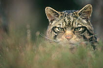 Wild cat (Felis silvestris) portrait in long grass, Scotland, UK