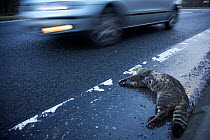 Roadkill Scottish wildcat (Felis sylvestris), Cairngorms National Park, Scotland, UK, December 2006, Highly commended, Documentary series category, British Wildlife Photography Awards (BWPA) competiti...