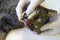 Scottish Wildcat (Felis sylvestris) roadkill victim being examined to establish genetic purity, Scotland, UK, January 2007