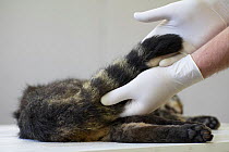 Scottish Wildcat (Felis sylvestris) roadkill victim being examined to establish genetic purity. Tail held up to show characteristic rings, Scotland, UK, January 2007, Highly commended, Documentary ser...
