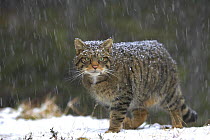 Scottish wildcat (Felis sylvestris) in snow, Scotland, UK, January, Highly commended, Documentary series category, British Wildlife Photography Awards (BWPA) competition 2011