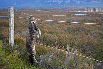 Scottish Wildcat (Felis sylvestris) strung up on wire fence - shot close to pheasant shoot, Scotland, UK. STAGED IMAGE. December 2006