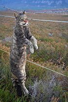 Scottish Wildcat (Felis sylvestris) strung up on wire fence - shot close to pheasant shoot, Scotland, UK, STAGED IMAGE, December 2006