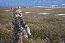 Scottish Wildcat (Felis sylvestris) strung up on wire fence - shot close to pheasant shoot, Scotland, UK,  STAGED IMAGE, December 2006