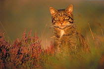 Wild cat (Felis silvestris) portrait on moorland, Scotland, UK