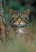 RF- Wild cat (Felis silvestris) portrait beside tree, Scotland, UK. (This image may be licensed either as rights managed or royalty free.)