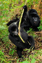 A young Mountain Gorilla (Gorilla beringei) plays on a vine with an adult in the background. Rwanda, Africa