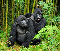 Two Mountain Gorilla (Gorilla beringei) in habitat. Rwanda, Africa