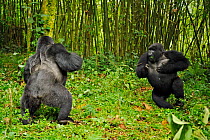 Two male Mountain Gorilla (Gorilla beringei) facing up and chest-beating in a dominance / hierarchy behaviour. Rwanda, Africa