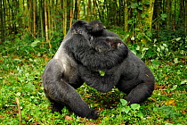 A silverback dominant male Mountain Gorilla  (Gorilla beringei) tussling with a subordinate  in habitat. Rwanda, Africa
