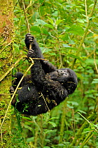 Young Mountain Gorilla (Gorilla beringei) climbing a vine. Rwanda, Africa
