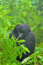 Mountain Gorilla (Gorilla beringei) juvenile in wet misty forest habitat. Rwanda, Africa, March.