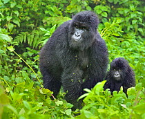 RF- Mountain Gorilla (Gorilla beringei) adult with infant. Rwanda, Africa. Endangered species. (This image may be licensed either as rights managed or royalty free.)