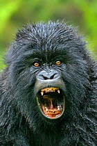 Portrait of a Mountain Gorilla (Gorilla beringei)  with mouth wide open. Rwanda, Africa
