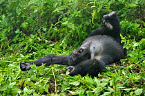 Mountain Gorilla (Gorilla beringei) yawning while reclining in habitat. Rwanda, Africa