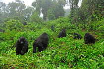 RF- Mountain Gorilla family group (Gorilla beringei) in a forest clearing. Rwanda, Africa, March. Endangered species. (This image may be licensed either as rights managed or royalty free.)