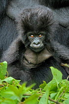 Portrait of a Mountain Gorilla (Gorilla beringei) infant. Rwanda, Africa