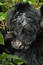 Mountain Gorilla (Gorilla beringei) adult sleeping with infant. Rwanda, Africa