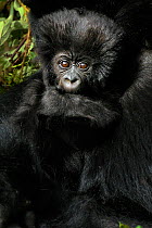 Portrait of a Mountain Gorilla (Gorilla beringei) infant clinging to adult. Rwanda, Africa