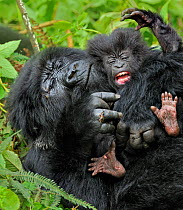 Mountain Gorilla (Gorilla beringei) adult playing with an infant. Rwanda, Africa