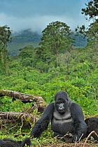 Portrait of a Mountain Gorilla (Gorilla beringei) with a view over forest canopy. Rwanda, Africa, March.