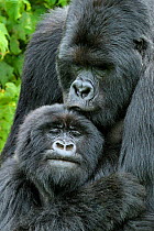 Mountain Gorilla (Gorilla beringei) male and female after mating. Rwanda, Africa