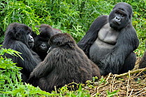 Mountain Gorilla (Gorilla beringei) family sitting in groupm male looking to camera. Rwanda, Africa
