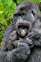 Mountain Gorilla (Gorilla beringei) adult holding infant close to her. Rwanda, Africa