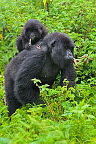 Mountain Gorilla (Gorilla beringei) female with an infant on her back. Rwanda, Africa