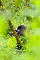 Mountain Gorilla (Gorilla beringei) in habitat seen through leaves. Rwanda, Africa