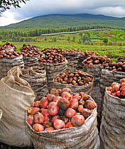 Harvested potatoes in Virunga Volcanoes National Park with agricultural land behind and forest beyond where the mountain gorillas live, Rwanda, April 2010. Encroachment of the human population on habi...