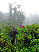 A group of people gorilla trekking in misty forest. Virunga Volcanoes National Park, Rwanda, Africa, March.