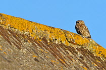 Little Owl (Athene noctua) on tiled roof of a farm. Wales, UK, June.