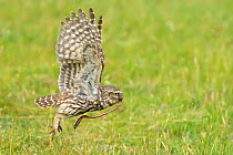Little Owl (Athene noctua) taking off with a worm in its beak. Wales, UK, June.