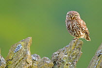 Little Owl (Athene noctua) perched on a stone wall. Wales, UK, June.