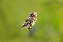 Little Owl (Athene noctua) perching. Wales, UK, June.