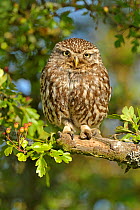 Little Owl (Athene noctua) perched on an oak (Quercus) branch with acorns. Wales, UK, June.
