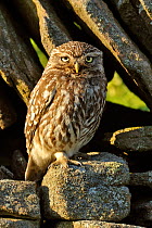 Little Owl (Athene noctua) perched in front of a stone wall. Wales, UK, July.