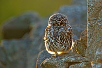 Little Owl (Athene noctua) perched on a stone wall. Wales, UK, July. Highly commended, Animal Portraits category, British Wildlife Photography Awards (BWPA) competition 2011