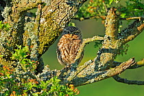 Little Owl (Athene noctua) camouflaged on an Oak (Quercus) branch. Wales, UK, June.