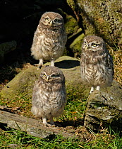 Three Little Owl (Athene noctua) chicks outside stone wall nest. Wales, UK, June.