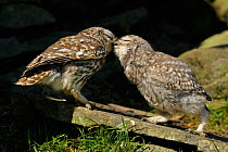 Little Owl (Athene noctua) parent feeding chick. Wales, UK, June.