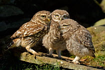 Little Owl (Athene noctua) parent with two chicks. Wales, UK, June. (non-ex).