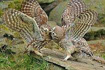 Little Owl (Athene noctua) chick begging food from its parent. Wales, UK, June. (non-ex).