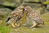 Little Owl (Athene noctua) parent feeding a worm to its chick. Wales, UK, June. (non-ex).