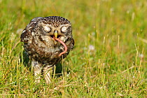 Little Owl (Athene noctua) adult eating a worm. Wales, UK, June. (non-ex).