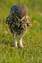 Little Owl (Athene noctua) adult looking for worms. Wales, UK, June. (non-ex).